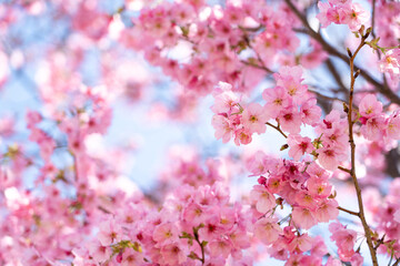 Closed up background of pink color flower sakura (cherry) blossom