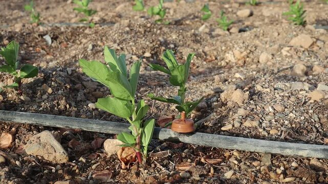 Riego por goteo al aire libre en un cultivo de habas con viento