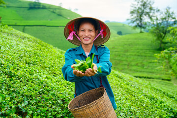 Happy female agriculturist smiling with showing tea leaves from picking on Long Coc Tea Hill in...