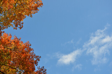 Bright red -orange autumn oak  tree leaves against blue sky background. Autumn landscape, environment concept. Free copy space.