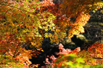 紅葉　秋イメージ