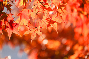 紅葉　秋イメージ