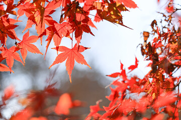 紅葉　秋イメージ