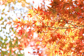 紅葉　秋イメージ