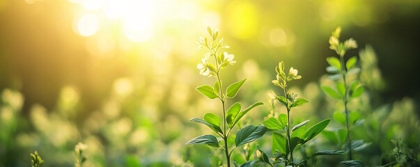 Wildflowers growing in warm sunlight during spring season