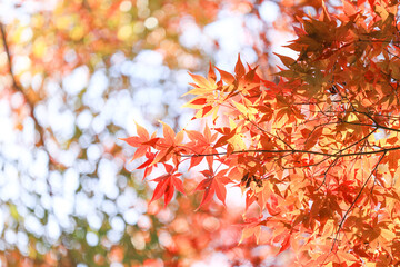 紅葉　秋イメージ