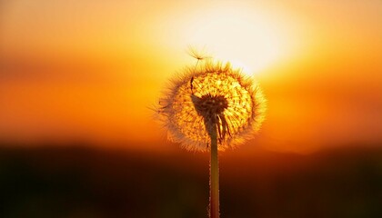 dandelion on sunset