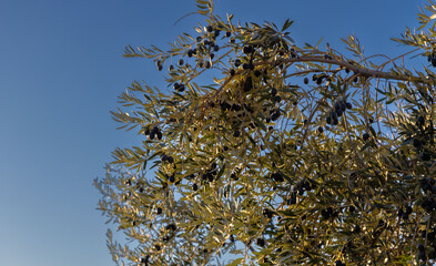 olive tree with olives and blue sky background
