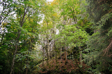 A serene forest scene featuring tall trees and scattered rocks amidst lush greenery and brown mud