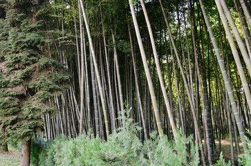 Fototapeta premium Giant bamboo forest trees with green leaves on the top