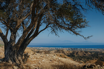 A lone tree at the vantage point of the Aegean sea on the island of Kos in Greece, Greek vacation,...