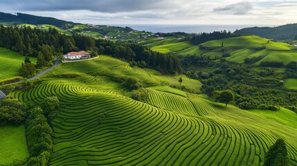 Fototapeta premium 76.Aerial drone view capturing the unique, flowing lines of tea terraces at the Cha Gorreana plantation in Sao Miguel, Azores; vibrant green rows following the natural contours of the hillside,