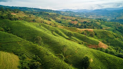 Fototapeta premium 84.Drone perspective over Cha Gorreana tea fields, capturing the uniform yet undulating rows of tea plants that cascade down the hills; the rich green tones of the plantation against the earthy