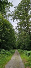path in the forest
