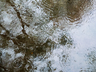 雨粒が落ちて波紋が広がる