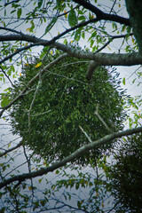 木に寄生している緑の丸いヤドリギ