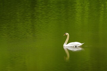 Obraz premium A serene white swan glides gracefully across a calm, green-tinted lake, reflecting its beauty in the tranquil waters.