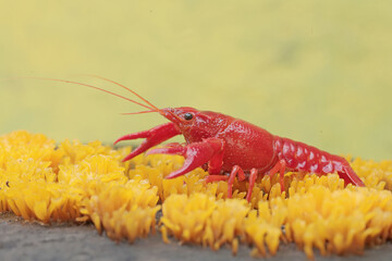 A freshwater crayfish is hunting for prey on moss growing on the riverbank. This aquatic animal has the scientific name Cherax quadricarinatus.
