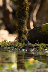 A red vented bulbul bathing in a pond 