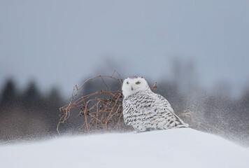 Snowy owl female standing in middle of a snow covered field in a blizzard in Ottawa, Canada
