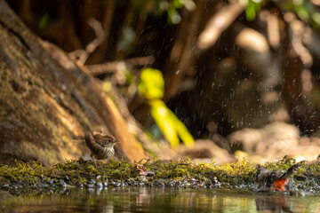 Puff Throated babbler  bathing in a pond and preening 