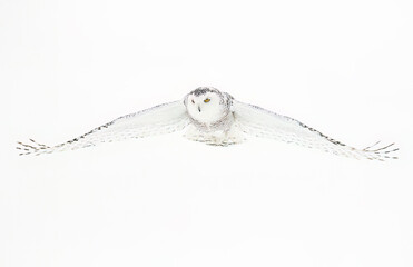 Fototapeta premium Snowy owl (Bubo scandiacus) lifting off to hunt over a snow covered field in Ottawa, Canada