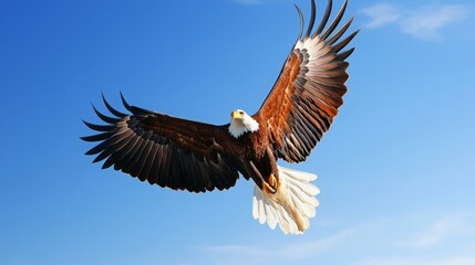 Obraz premium Majestic Eagle Soaring in Clear Blue Sky