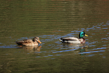 水辺で泳ぐマガモ