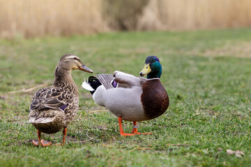 A pair of wild ducks are walking on the grass.