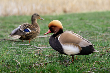 Red, netta - duck genus, male, anatidae, red-crested pochard, head, netta, greek