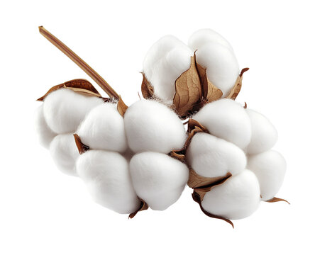 Fluffy cotton bolls png isolated on transparent background