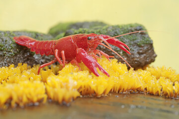 A freshwater crayfish is hunting for prey on moss growing on the riverbank. This aquatic animal has the scientific name Cherax quadricarinatus.