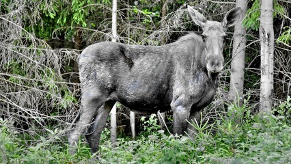 König der Wälder