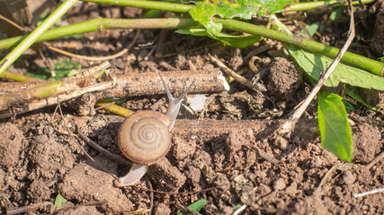 Closeup of a snail climbing up a branch on the wet ground.