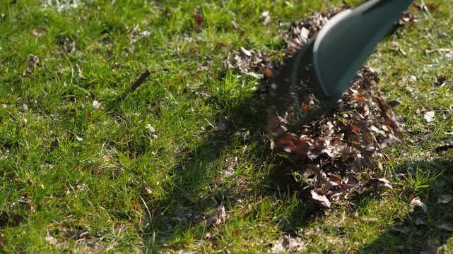 Cleaning up the grass with rake. Vibrant autumn leaves scattered on a lush green lawn, close up. Removing old grass and leaves with a rake, warm essence of fall gardening in a serene outdoor setting