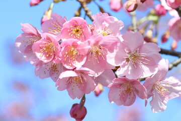 青空をバックにした河津桜のアップの写真