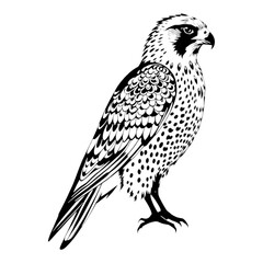 Fototapeta premium Majestic Peregrine Falcon: A powerful and detailed illustration of a Peregrine Falcon, showcasing its intricate feathers and sharp gaze. 