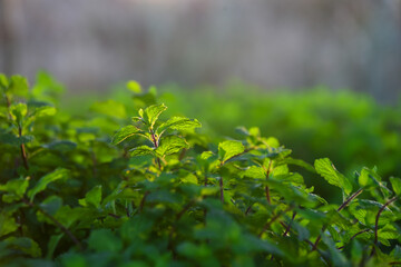 close up of green leaves