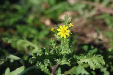 Eastern groundsel (Senecio vernalis) flower 