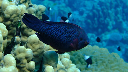 Dusky parrotfish (Scarus niger) undersea, Red Sea, Egypt, Sharm El Sheikh, Montazah Bay