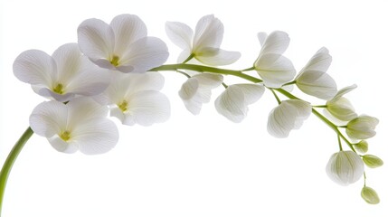 Fototapeta premium Elegant White Orchid Branch, Delicate Floral Arc