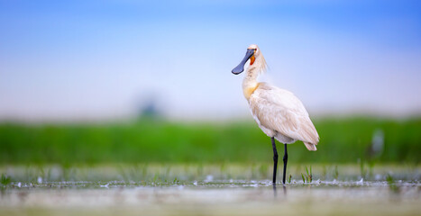 Eurasian spoonbill Platalea leucorodia it searches for food in the beautiful wetland with its long beak.