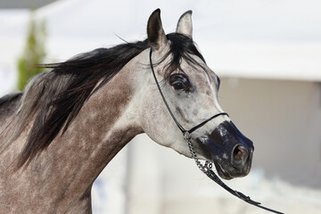 Grey arabian horse in stud farm background