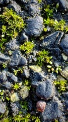 Textured Asphalt with Moss Breaking Through