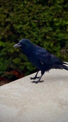 Black Crow Perched on a White Stone Bench with Green Bushes Behind

