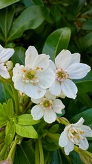 Close-Up of Imperfect White Flowers on a Green Bush