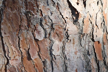 bark texture of Pinus Pinea L