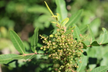 berries and leaves of schinus terebinthifolius raddi tree