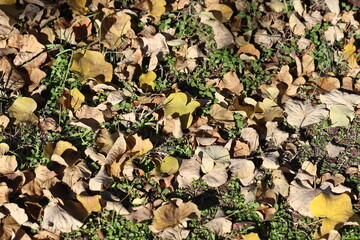 autumn leaves on the ground.