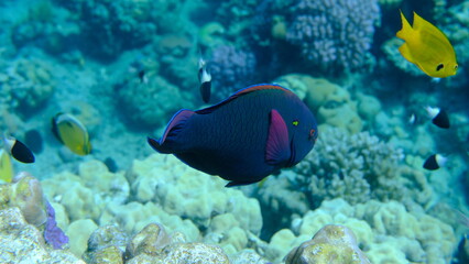 Dusky parrotfish (Scarus niger) undersea, Red Sea, Egypt, Sharm El Sheikh, Montazah Bay